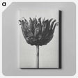アートパネル-Centaurea Ruthenica - カール ブロスフェルト Canvas.