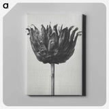 アートパネル-Centaurea Ruthenica - カール ブロスフェルト Canvas.