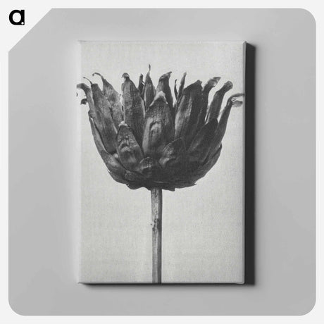 アートパネル-Centaurea Ruthenica - カール ブロスフェルト Canvas.