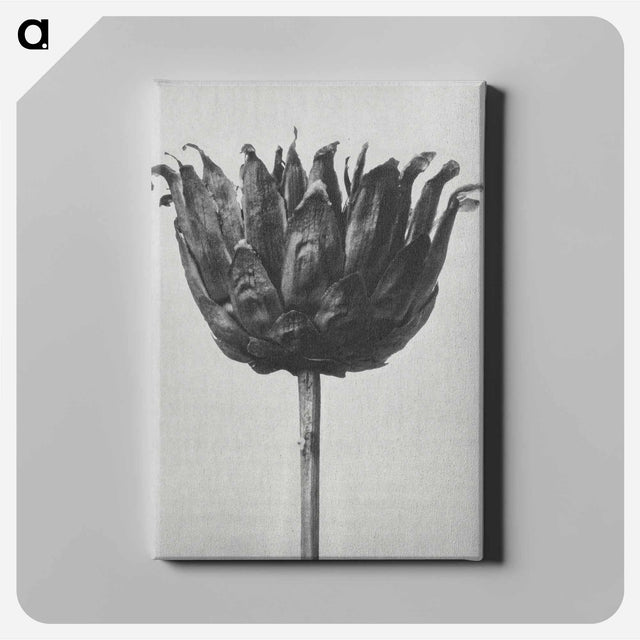 アートパネル-Centaurea Ruthenica - カール ブロスフェルト Canvas.