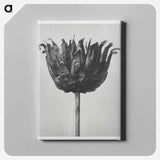 Centaurea Ruthenica - Karl Blossfeldt Canvas.