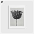 アートポストカード-Centaurea Ruthenica - カール ブロスフェルト Postcard.