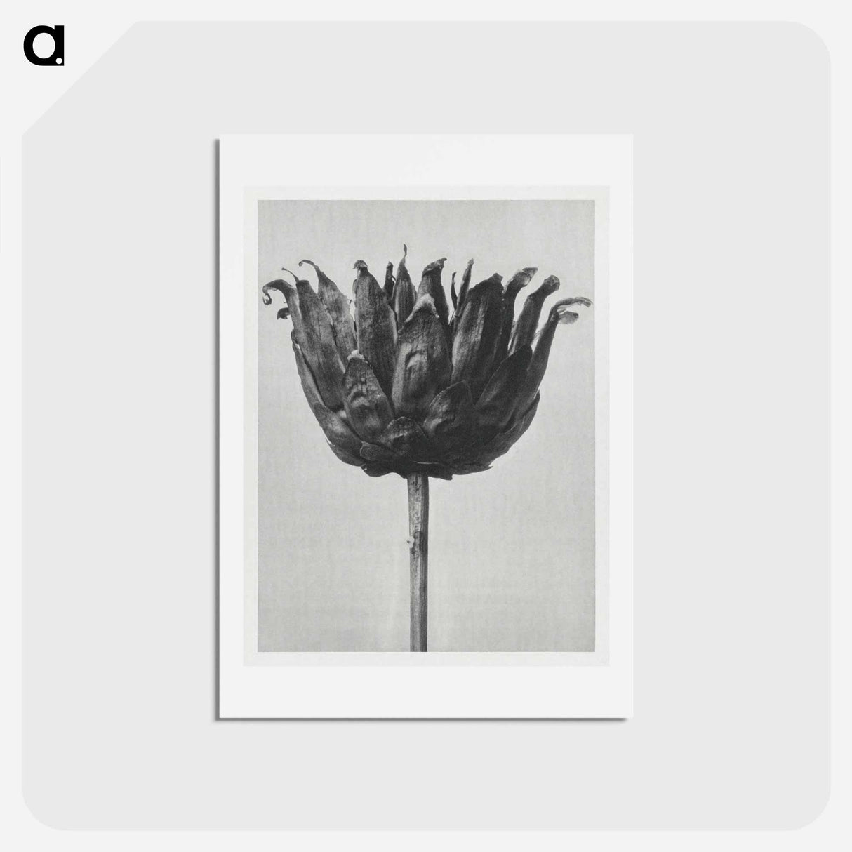 アートポストカード-Centaurea Ruthenica - カール ブロスフェルト Postcard.