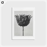 アートポストカード-Centaurea Ruthenica - カール ブロスフェルト Postcard.