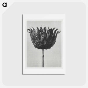 アートポストカード-Centaurea Ruthenica - カール ブロスフェルト Postcard.