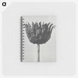 1-50_Karl-Blossfeldt_memo