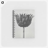 1-50_Karl-Blossfeldt_memo