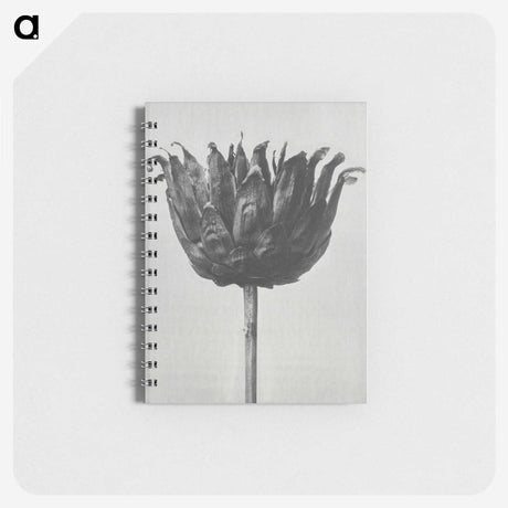 1-50_Karl-Blossfeldt_memo