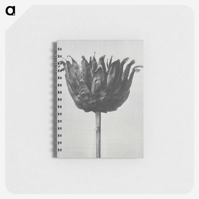 1-50_Karl-Blossfeldt_memo