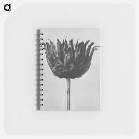アートメモ帳-Centaurea Ruthenica - カール ブロスフェルト Memo.