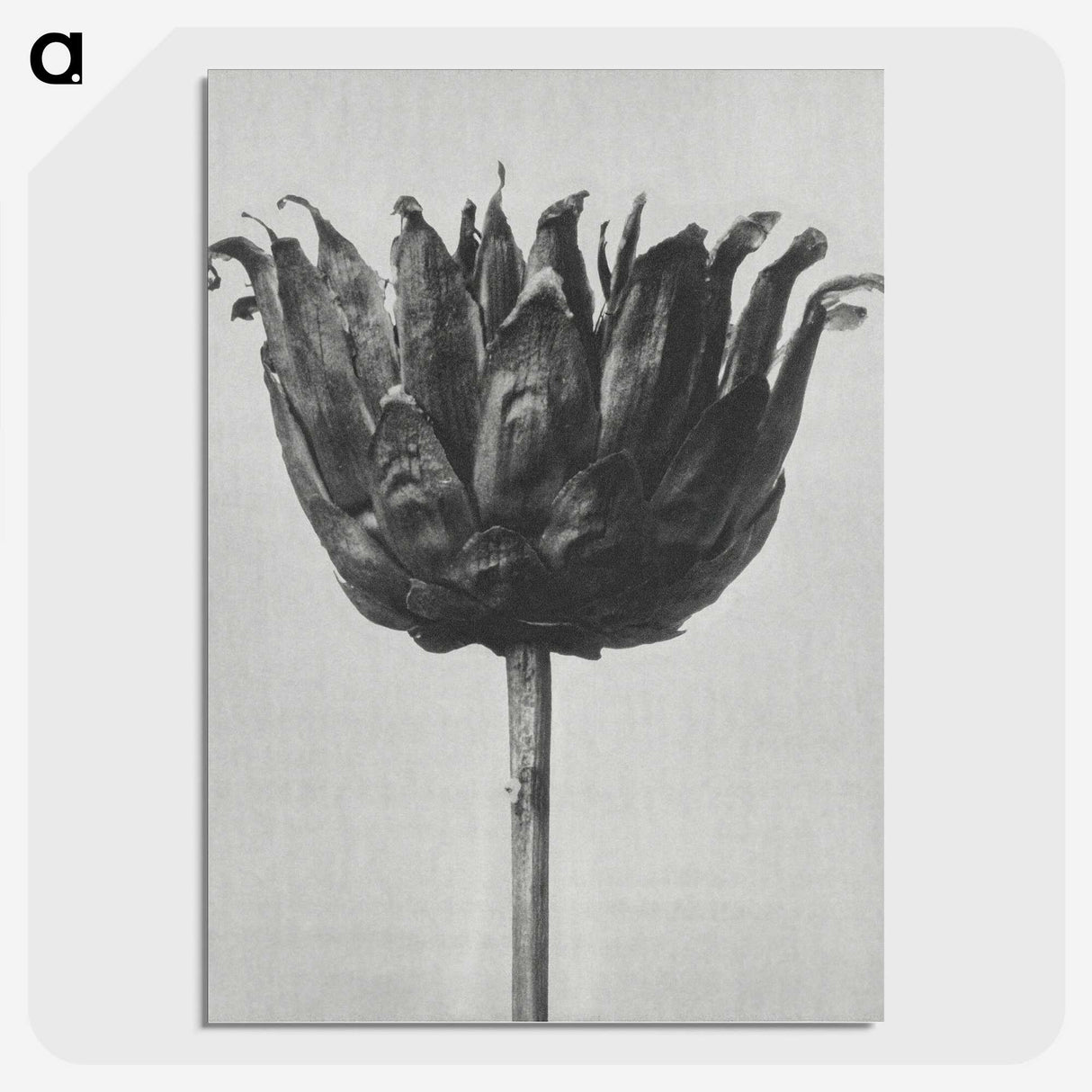 1-50_Karl-Blossfeldt_picture-crop