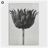 1-50_Karl-Blossfeldt_picture-crop