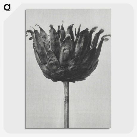 1-50_Karl-Blossfeldt_picture-crop