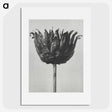 1-50_Karl-Blossfeldt_picture