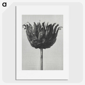 1-50_Karl-Blossfeldt_picture