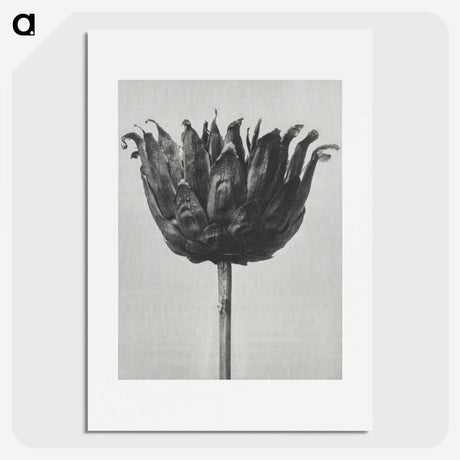 1-50_Karl-Blossfeldt_picture