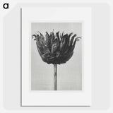 Centaurea Ruthenica - Karl Blossfeldt Poster.