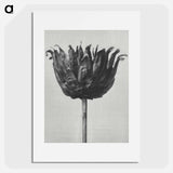 アートポスター-Centaurea Ruthenica - カール ブロスフェルト Poster.