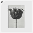 1-50_Karl-Blossfeldt_postcard