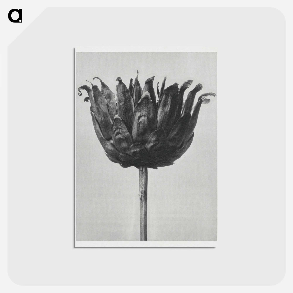 アートポストカード-Centaurea Ruthenica - カール ブロスフェルト Postcard.