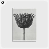 アートポストカード-Centaurea Ruthenica - カール ブロスフェルト Postcard.