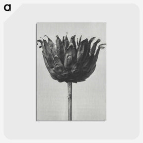 1-50_Karl-Blossfeldt_postcard