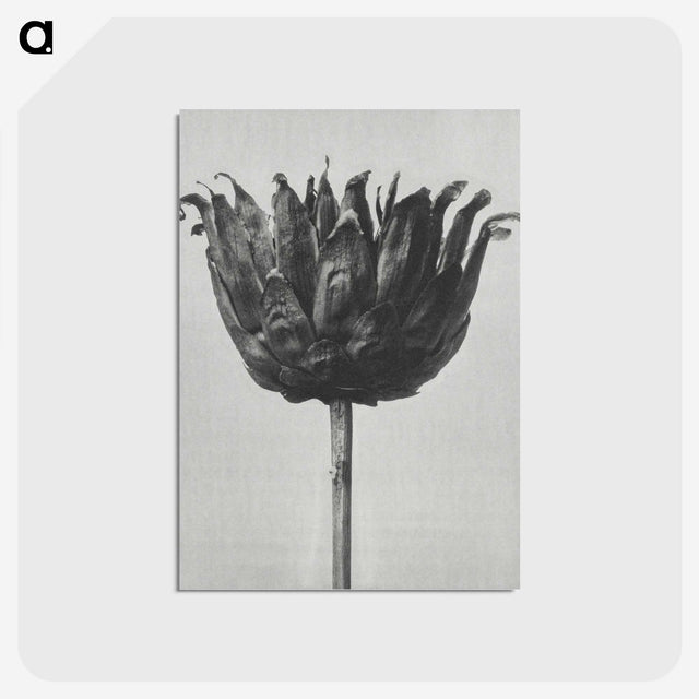 1-50_Karl-Blossfeldt_postcard