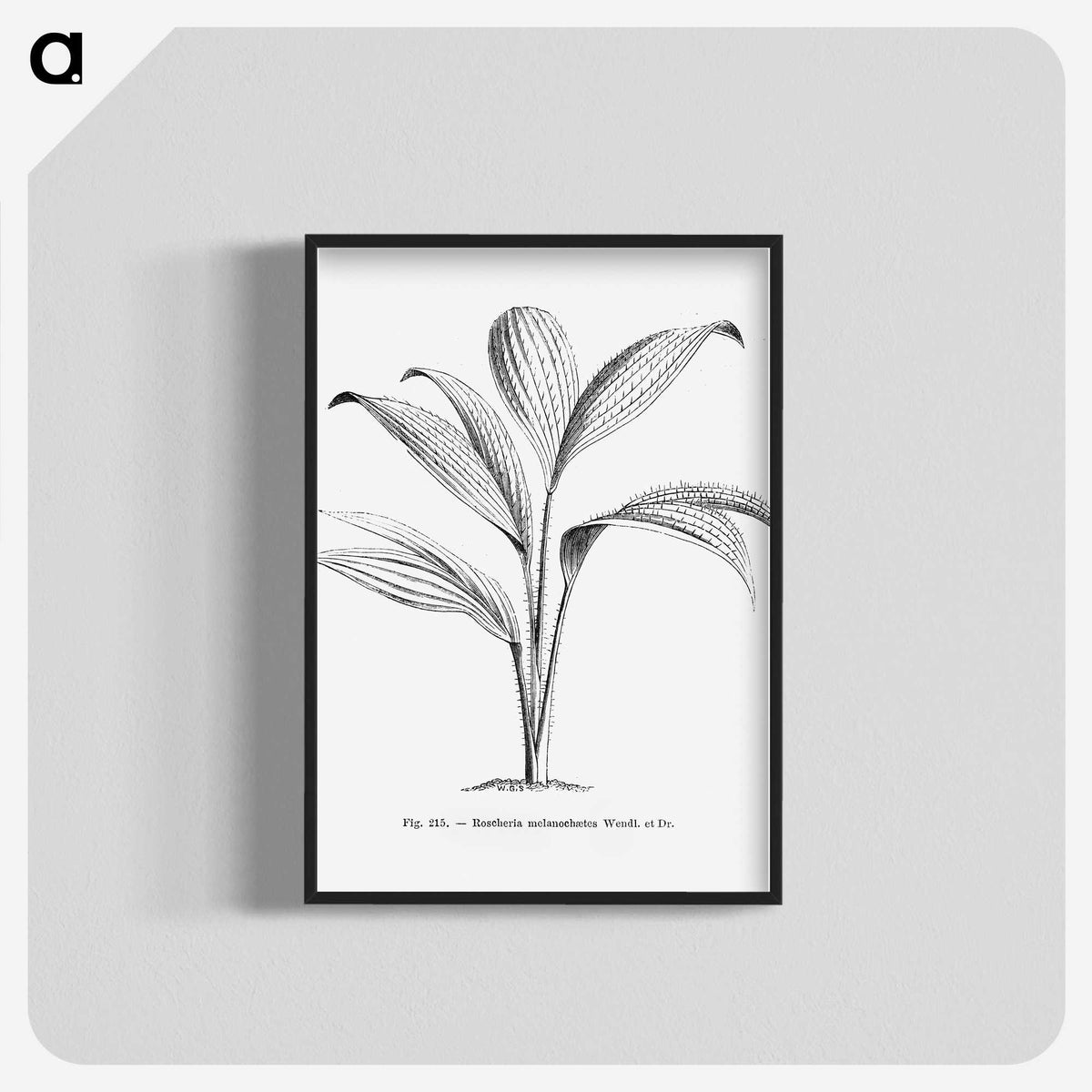 1-50_Les-Palmiers-Histoire-Iconographique_blk-crop