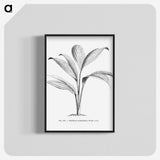 1-50_Les-Palmiers-Histoire-Iconographique_blk-crop