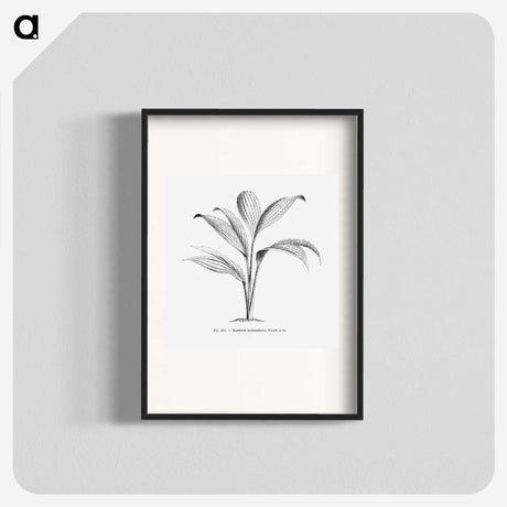 1-50_Les-Palmiers-Histoire-Iconographique_blk
