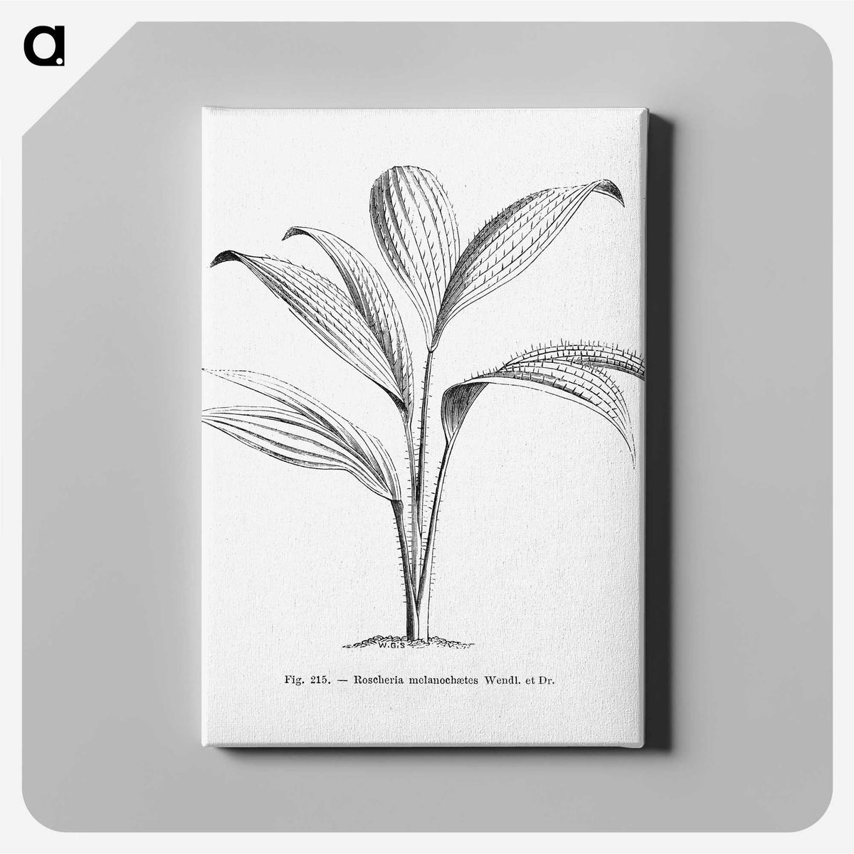 1-50_Les-Palmiers-Histoire-Iconographique_canvas