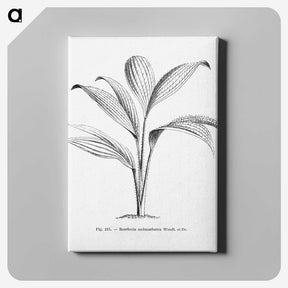 1-50_Les-Palmiers-Histoire-Iconographique_canvas