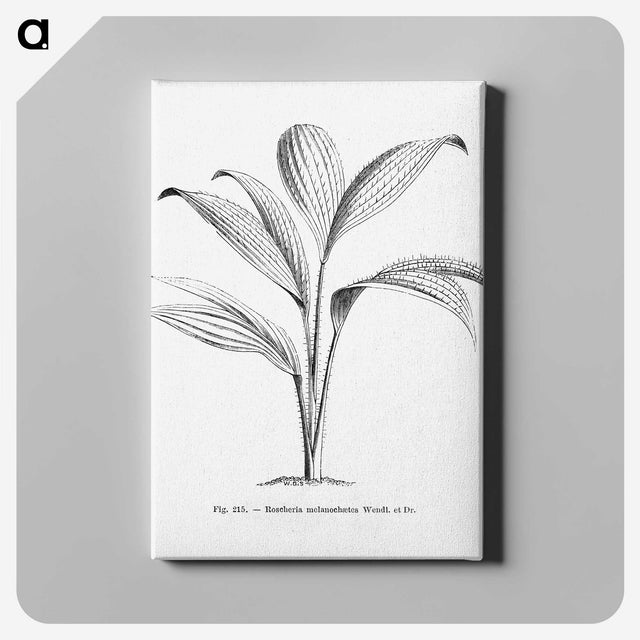 1-50_Les-Palmiers-Histoire-Iconographique_canvas