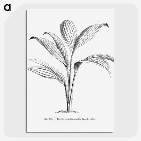 1-50_Les-Palmiers-Histoire-Iconographique_picture-crop