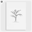 1-50_Les-Palmiers-Histoire-Iconographique_picture
