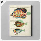 1-50_Louis-Renard_canvas