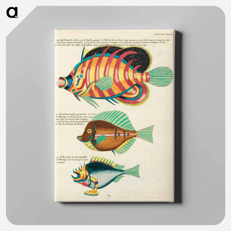 アートパネル-Moluccan Fishes
 - ルイ ルナール Canvas.