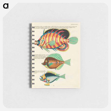 アートメモ帳-Moluccan Fishes
 - ルイ ルナール Memo.