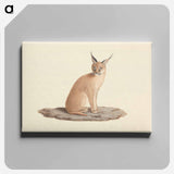 アートパネル-Caracal Caracal
 - ルイージ バルガーニ Canvas.