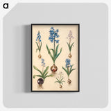 1-50_Maria-Sibylla-Merian_blk-crop