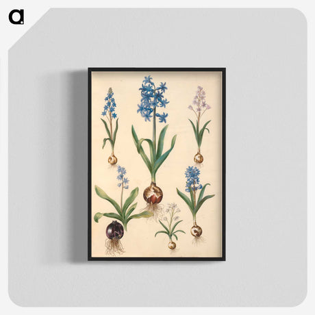 1-50_Maria-Sibylla-Merian_blk-crop