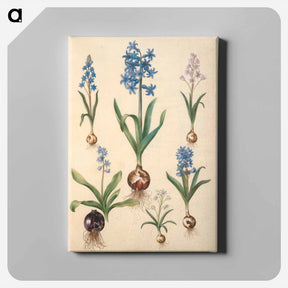 アートパネル-Scilla, Hyacinth, and Scilla
 - マリア ジビーラ メーリアン Canvas.