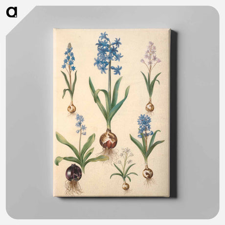 アートパネル-Scilla, Hyacinth, and Scilla
 - マリア ジビーラ メーリアン Canvas.