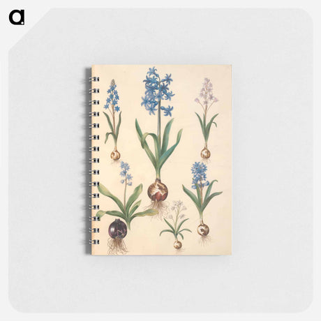 アートメモ帳-Scilla, Hyacinth, and Scilla
 - マリア ジビーラ メーリアン Memo.