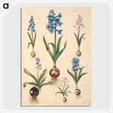 1-50_Maria-Sibylla-Merian_picture-crop