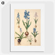 1-50_Maria-Sibylla-Merian_picture