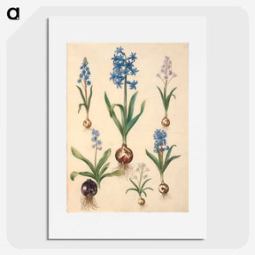 1-50_Maria-Sibylla-Merian_picture