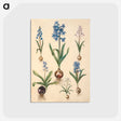 1-50_Maria-Sibylla-Merian_postcard