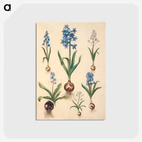 1-50_Maria-Sibylla-Merian_postcard