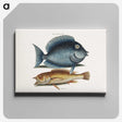 1-50_Mark-Catesby_canvas